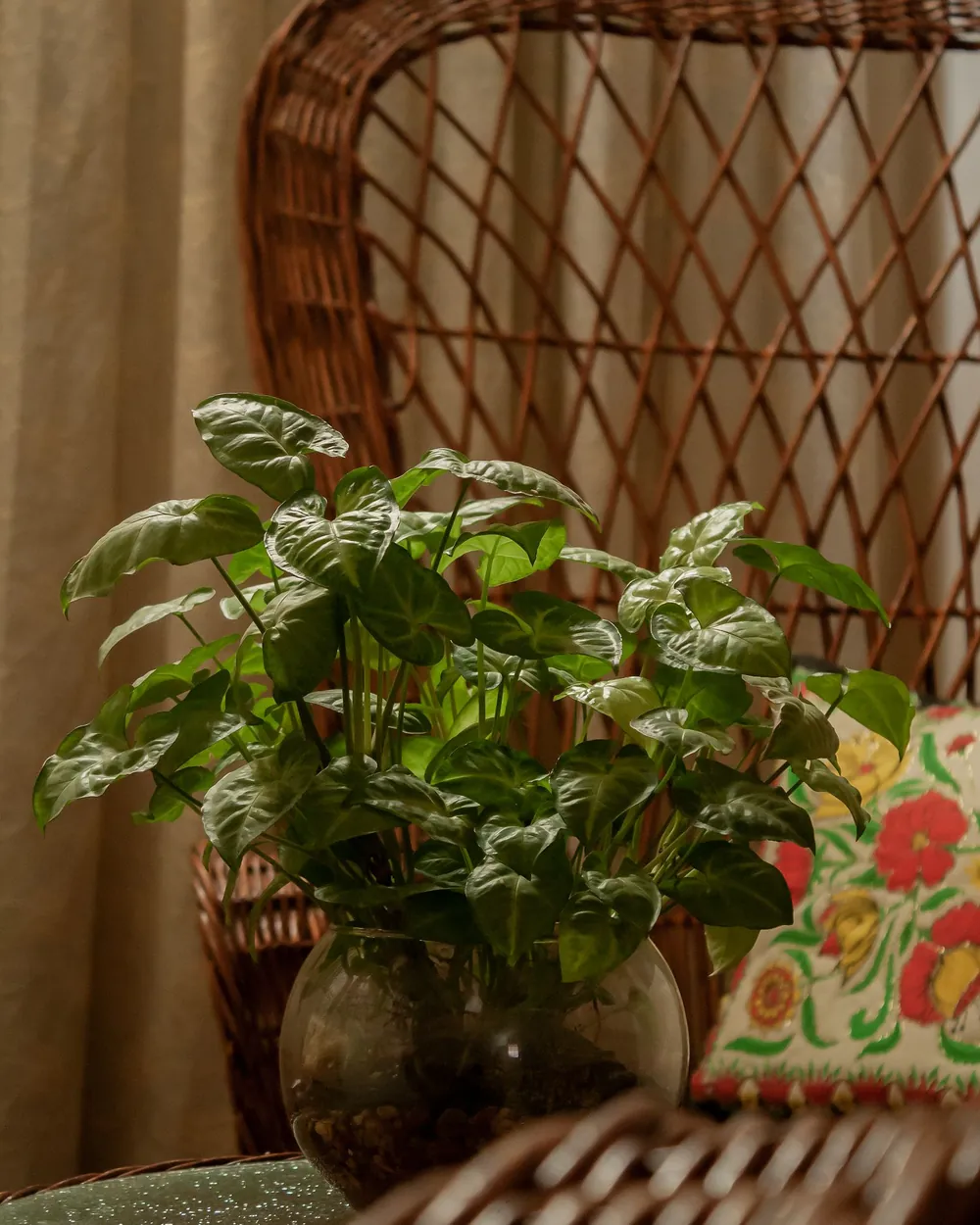 Planta frondosa en macetero junto a una silla de mimbre